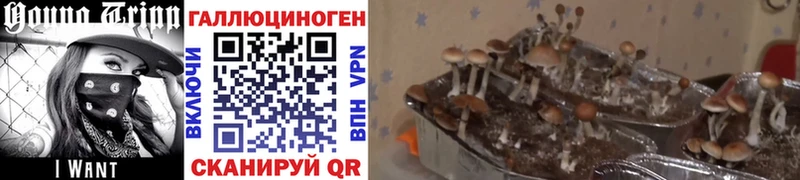 Галлюциногенные грибы мицелий  закладки  Горячий Ключ 